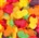ALLSEPS AUS FRUITY FROG    1KG