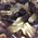 WIZARD OIL COLA BOTTLES    1KG